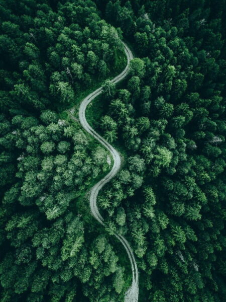 Poster XXL Route forestière