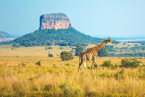 Peinture murale Girafe qui marche
