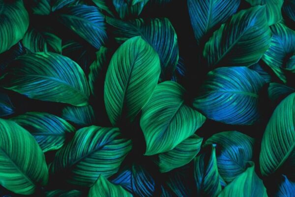 Peinture murale Profondeur des feuilles