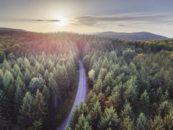 Papiers peints route à travers la forêt