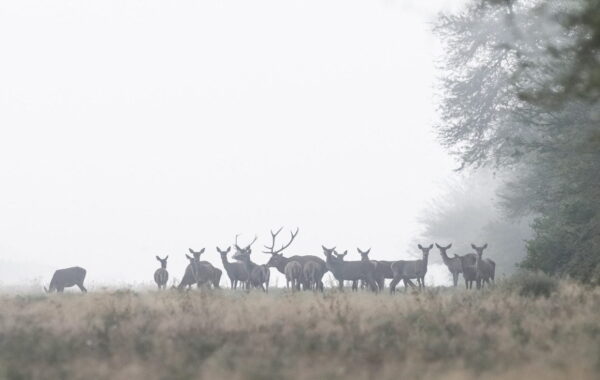 Papier peint Troupeau de cerfs