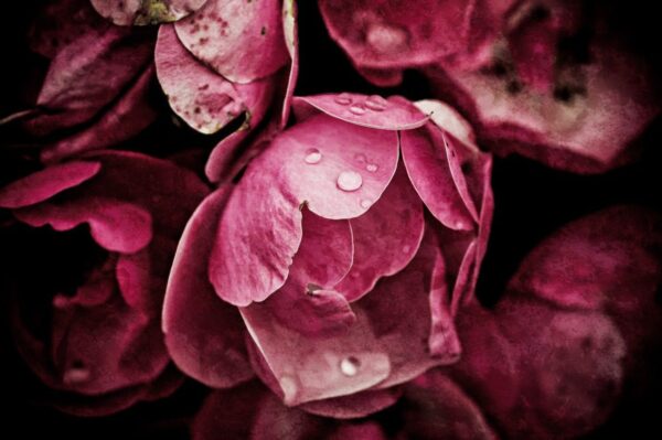 Sticker mural Pivoines roses