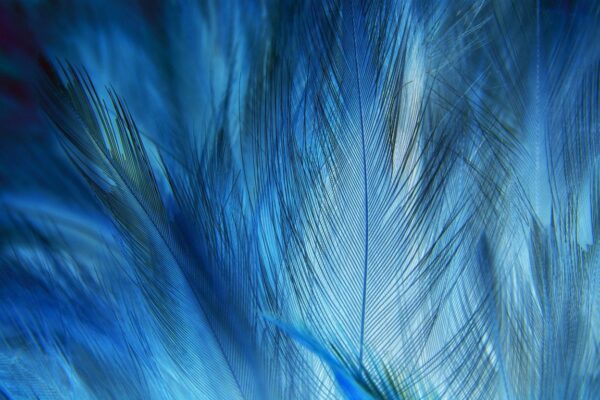 Peinture murale Plumes bleues