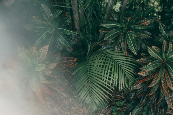 Peinture murale Jungle dans le brouillard