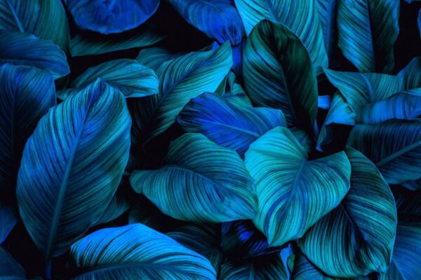 Peinture murale Bleu Vert