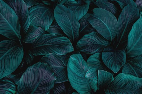Peinture murale Violet Vert