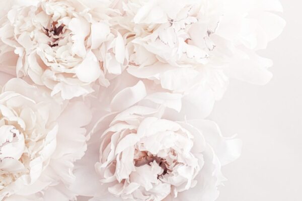 Sticker mural Pivoines Pastel
