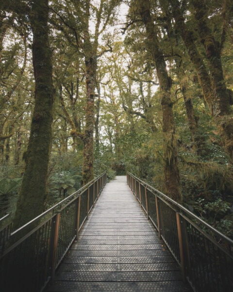 Poster XXL Pont de la forêt