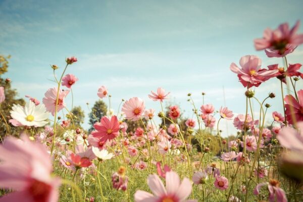 Peinture murale Fleurs dans le jardin
