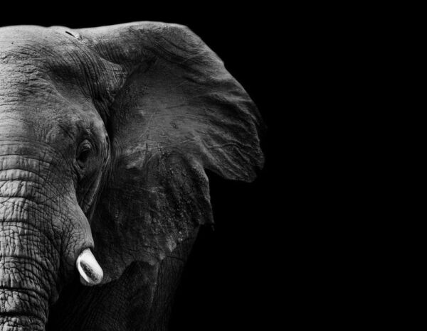 Peinture murale Profil d'un éléphant
