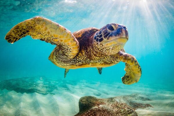 Poster XXL Tortue de mer