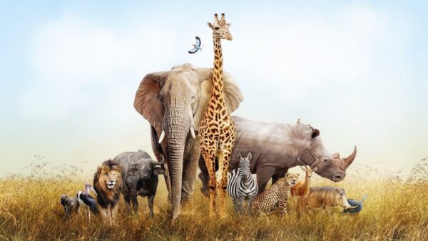 Peinture murale Animaux de Safari