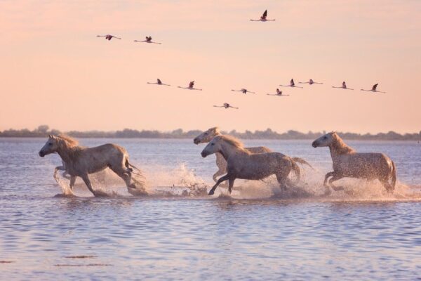 Peinture murale Chevaux courant sur l'eau