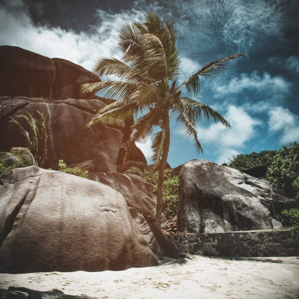 Peinture murale Plage Tropicale avec Palmier