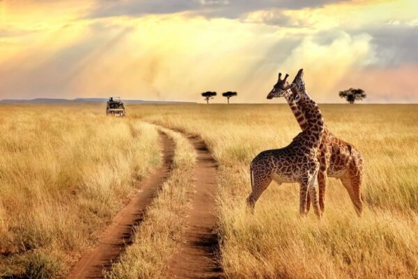 Papier peint Groupe de girafes sur Safari