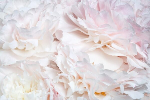Sticker mural Pivoines abstraites