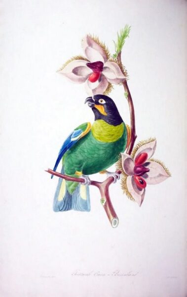 Peinture murale Illustration avec un oiseau