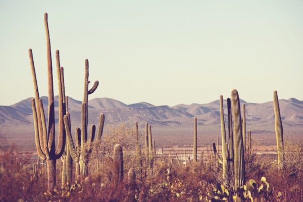 Poster XXL Cactus