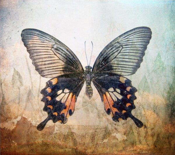 Papier peint Papillon géant