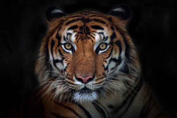 Poster XXL Tigre en colère