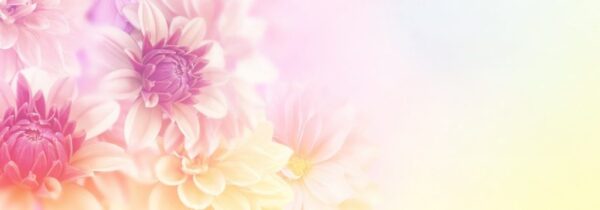 Peinture murale Dahlias romantiques