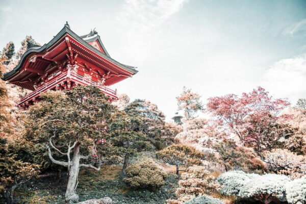 Peinture murale Jardin de thé japonais