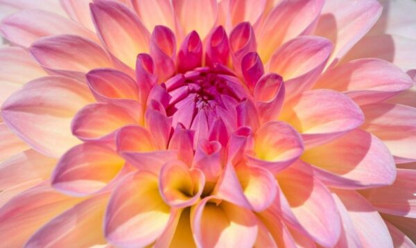 Peinture murale Fleur de dahlia