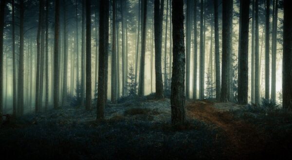 Peinture murale Forêt sombre