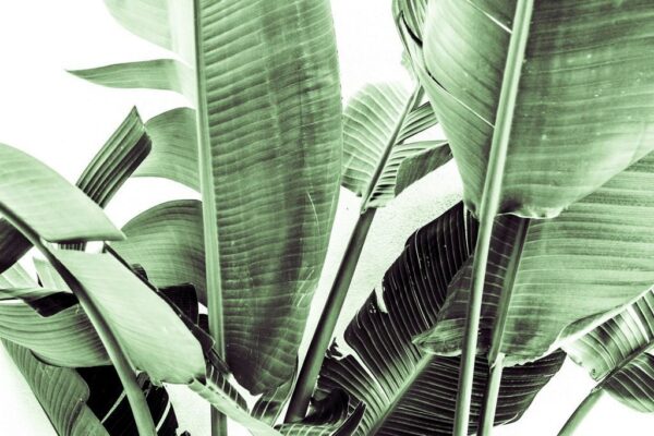 Peinture murale Feuilles de bananier
