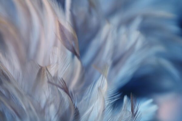 Peinture murale Plumes bleues