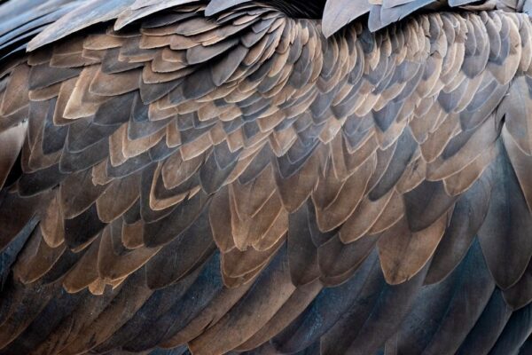 Sticker mural Plumes marron