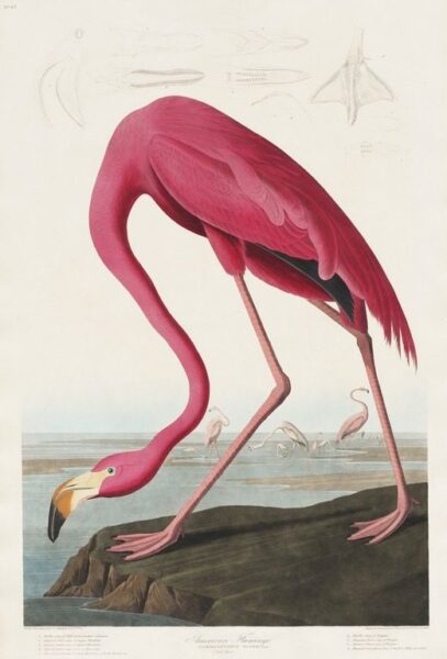 Poster XXL Flamant rose