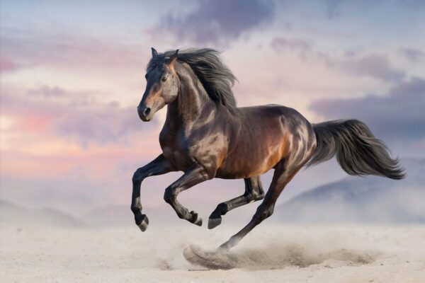 Peinture murale Cheval au galop dans le désert