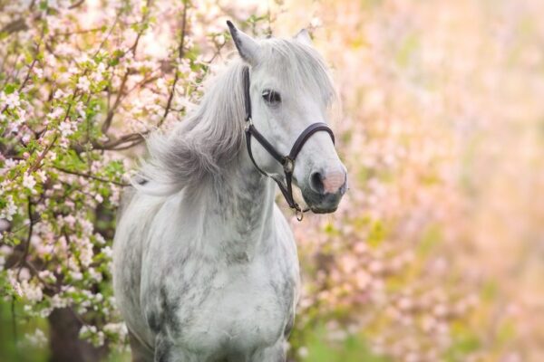 Peinture murale Cheval parmi les fleurs