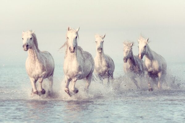 Peinture murale Chevaux courant sur l'eau
