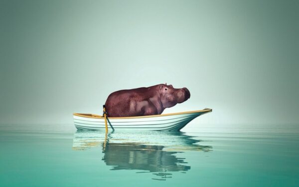 Poster XXL Hippopotame à Lodz