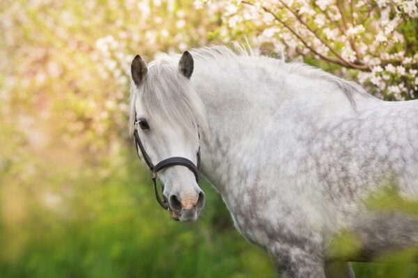 Peinture murale Cheval dans un paysage de printemps