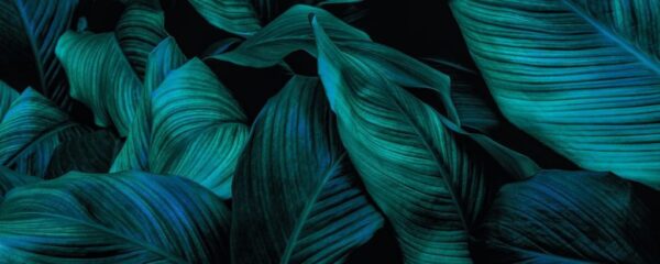 Peinture murale Feuilles de cocotier