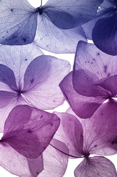 Peinture murale Champ de violette