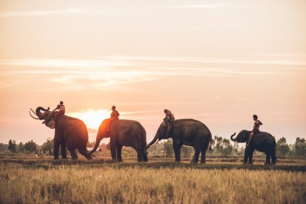 Poster XXL Quatre éléphants