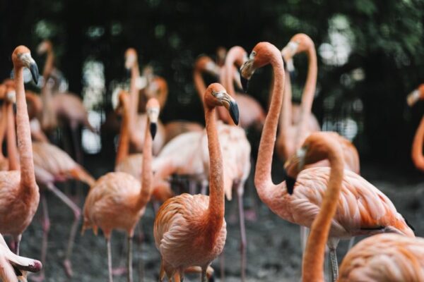Peinture murale Un troupeau de flamants roses