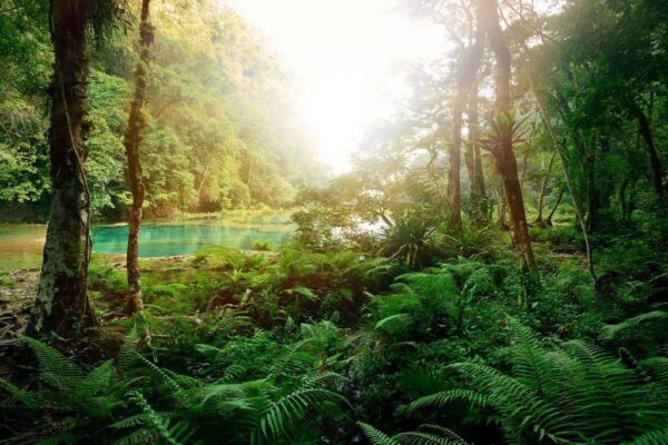 Poster XXL Forêt Mystérieuse