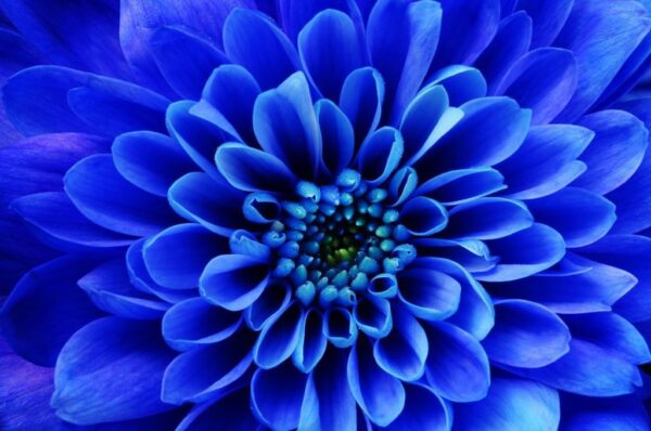 Peinture murale Dahlia bleu