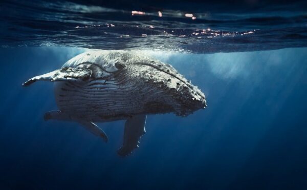 Peinture murale Baleine