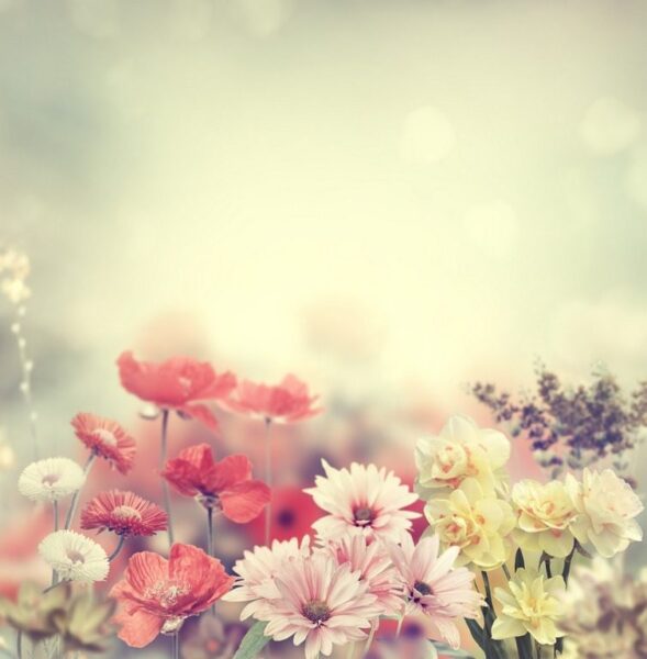 Peinture murale Fleurs de printemps