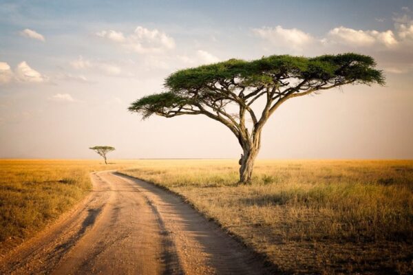 Peinture murale Paysage africain