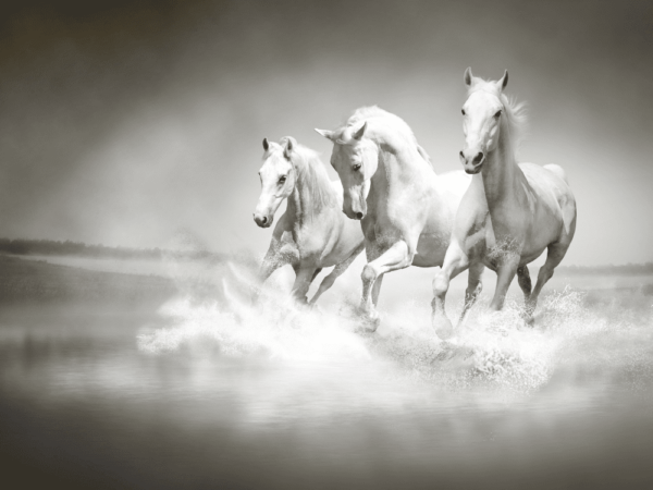 Image de chevaux blancs – Image 2