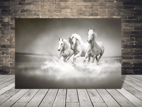 Image de chevaux blancs