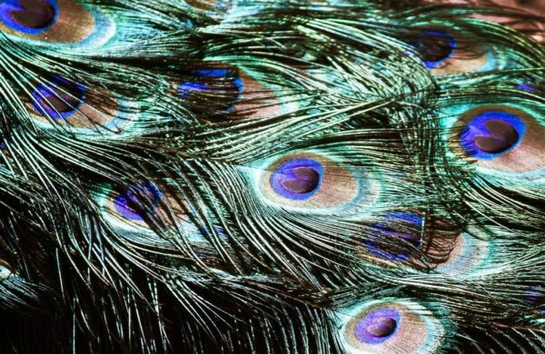 Peinture murale Plumes de paon
