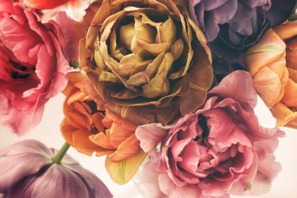 Sticker mural Vintage Tulipes
